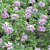 Rose Scented Geranium ‘True Rose’ (Pelargonium hybrid)