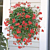 Swiss Balcony Geranium ‘Balcon Royale Red’ PP (Pelargonium peltatum)