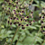 Black Flowered Geranium (Pelargonium glaucifolium)