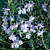 Rosemary Plant ‘Logee Blue‘ (Rosmarinus officinalis)