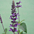 Sage ‘Indigo Spires’ (Salvia hybrid)