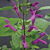Sage ‘Purple Majesty’ (Salvia hybrid)