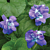 Parma Violet ‘Marie Louise’ (Viola hybrid)