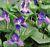 Blue Fragrant Violet (Viola odorata)      