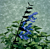 Salvia ‘Black & Blue’ (Salvia guaranitica)