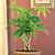 Money Tree Plant (Pachira aquatica)