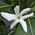 Tahitian Gardenia (Gardenia taitensis) 