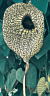 Calico Flower (Aristolochia grandiflora)