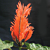 Red Aphelandra (Aphelandra tetragona)
