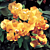Bougainvillea 'California Gold' (Bougainvillea hybrid) 