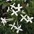 Fragrant Bouvardia (Bouvardia longiflora)