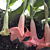 Angel’s Trumpet ‘Ecuador Pink’ (Brugmansia hybrid)