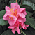 Camellia ‘Fragrant Pink’ (Camellia lutchuensis hybrid)