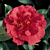 Camellia ‘Kramer’s Supreme’ (Camellia japonica hybrid)