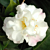 Camellia ‘Scentuous’ (Camellia lutchuensis hybrid)