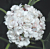 Cashmere Bouquet (Clerodendrum philippinum)    