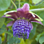 Passion Flower Triloba (Passiflora triloba)