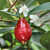Australian Beach Cherry Tree (Eugenia reinwardtiana) 