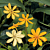 Yellow Gardenia (Gardenia coronata)