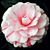 Camellia ‘April Dawn’ (Camellia japonica hybrid)