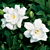 Gardenia ‘Prostrata’ (Gardenia jasminoides)