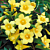 Carolina Jasmine (Gelsemium sempervirens)