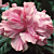 Hibiscus ‘Kona’ (Hibiscus rosa-sinensis hybrid)