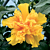 Hibiscus ‘Peggy Hendri’ (Hibiscus rosa-sinensis hybrid)