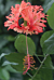 Hibiscus ‘Japanese Lantern’ (Hibiscus schizopetalus) 