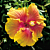 Hibiscus ‘The Path’ (Hibiscus sinensis)