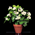 Hoya ‘Subspecies’ (Hoya australis)    