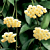 Cinnamon-Scented Wax Plant (Hoya lacunosa)  