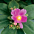 Rose Cactus (Pereskia grandifolia)