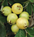 Lemon Guava Tree (Psidium littorale)      
