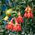 Dwarf Pomegranate Plant ‘Nana’ (Punica granatum)