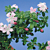 Snow Rose 'Variegated Pink'  (Serissa foetida)