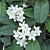 Madagascar Jasmine (Stephanotis floribunda)