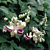 Corkscrew Flower (Cochliasanthus caracalla)