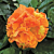 Hibiscus ‘Flameball’ (Hibiscus rosa-sinensis hybrid)