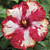 Hibiscus ‘Rim of Fire’ (Hibiscus rosa-sinensis hybrid)
