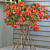 Bougainvillea ‘Firecracker Red’ (Bougainvillea hybrid)