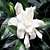 Gardenia ‘Four Seasons’ (Gardenia jasminoides)  