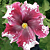 Hibiscus ‘Purple Magic’ (Hibiscus rosa-sinensis hybrid)