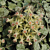 Tiny-leaf Porcelain Flower Hoya  (Hoya curtisii)  