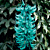 Jade Vine (Strongylodon macrobotrys) 