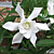 Gardenia ‘Frostproof’ (Gardenia jasminoides)