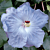 Hibiscus ‘Cajun Blue’ (Hibiscus rosa-sinensis hybrid)