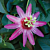 Passion Flower ‘Anastasia' (Passiflora hybrid)