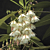 Lily of the Valley Tree (Elaeocarpus grandiflorus) 