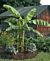 Hardy Banana Plant (Musa basjoo)   